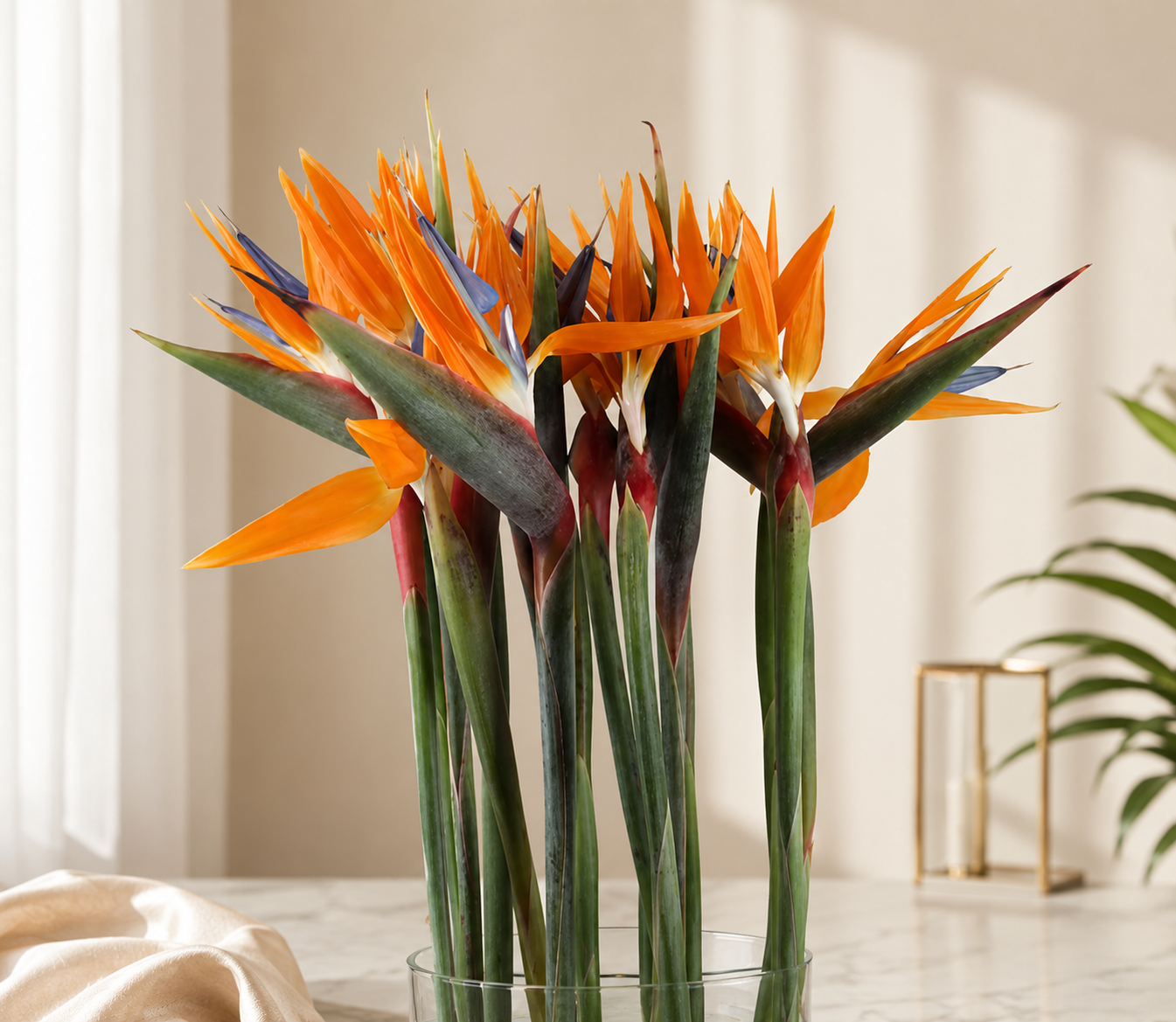 Birds of Paradise