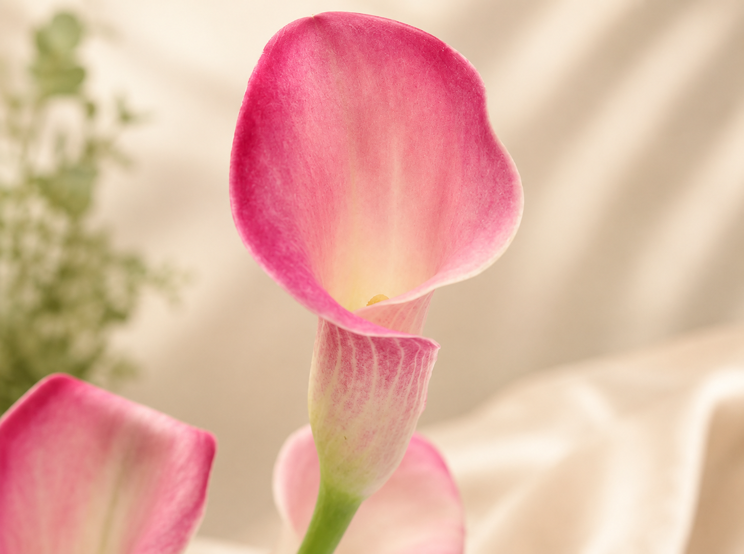 Calla Lilies