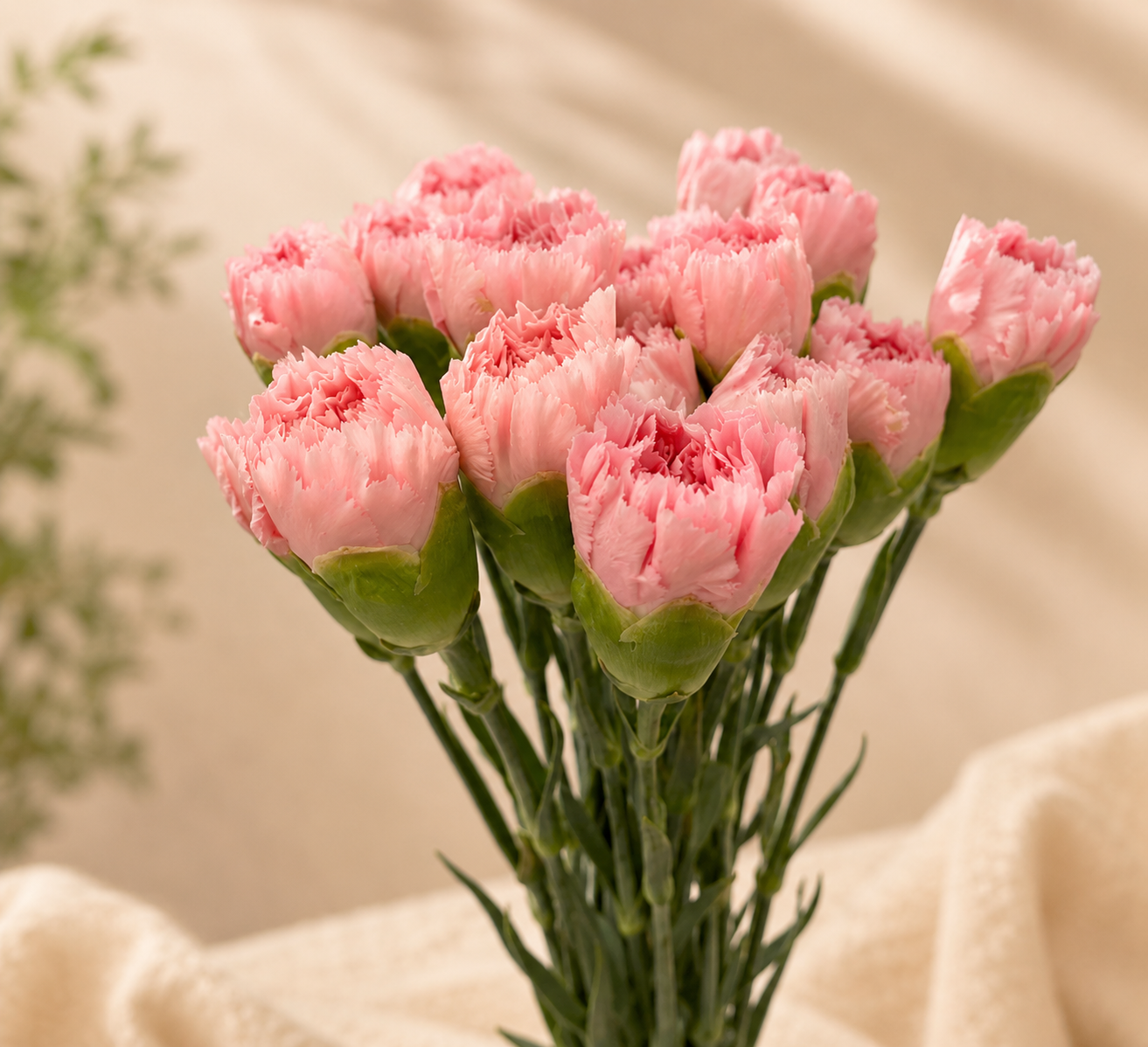 Carnations