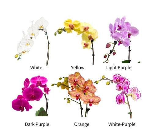 The Dark Purple Orchid ( 5 Single Stem )