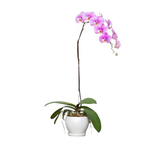 The Liliac Purple Orchid ( 1 Single Stem )