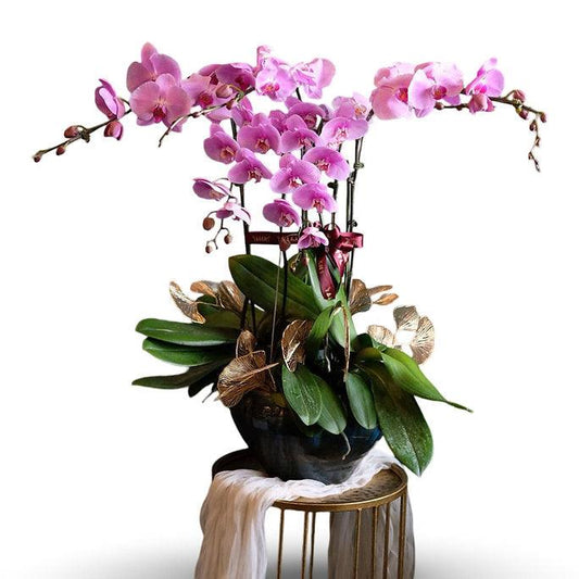 The Dark Purple Orchid ( 5 Single Stem )