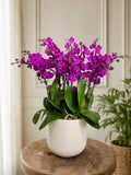 TIMELESS ELEGANCE  - Orchid Phalaenopsis Arrangements