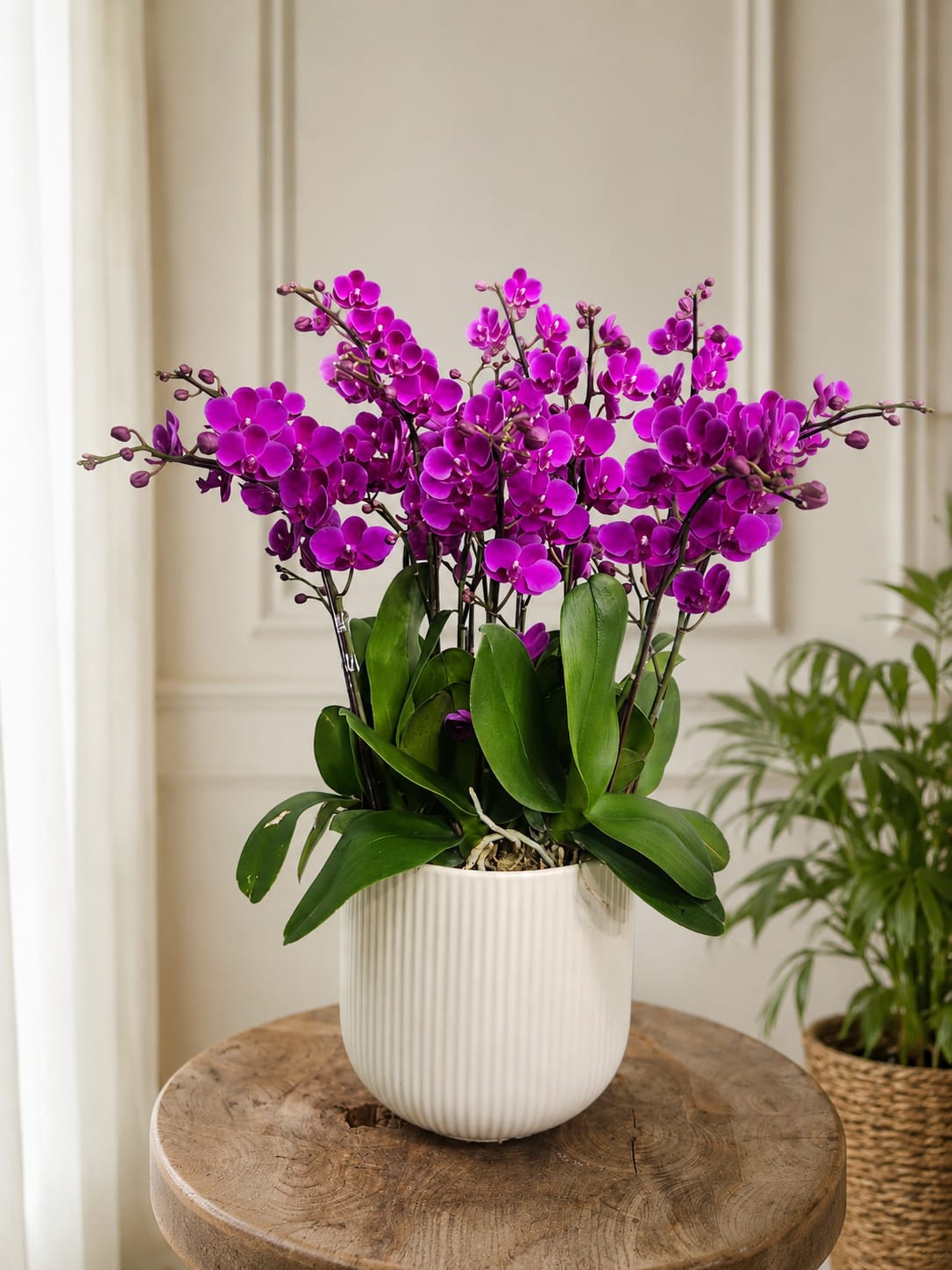 TIMELESS ELEGANCE  - Orchid Phalaenopsis Arrangements