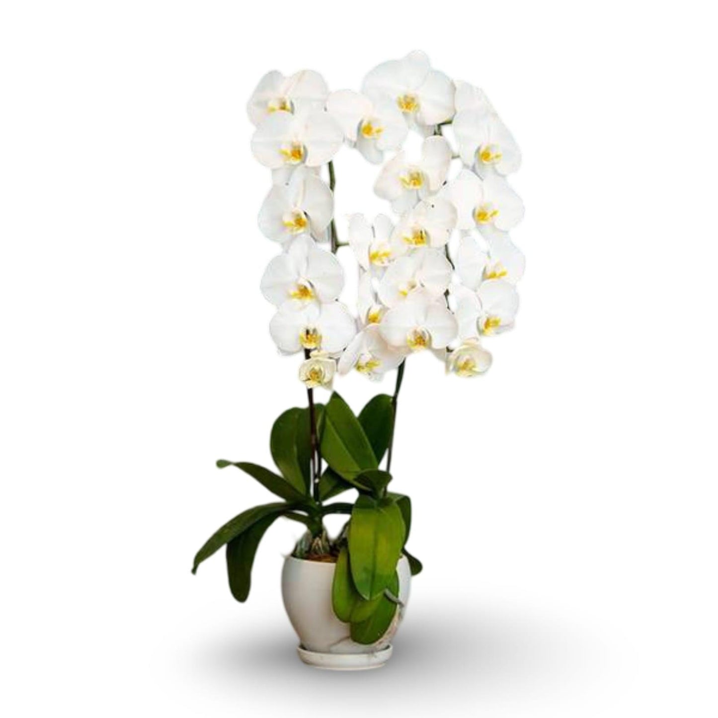 The White Orchid ( 2 Single Stem )